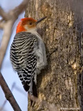 Pic à ventre roux / Red-bellied Woodpecker