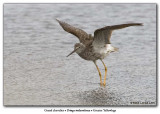 Grand chevalier / Greater Yellowlegs