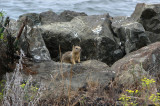 Squirrel came out of the cracks. Used max zoom.