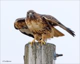 Red-tailed Hawk