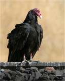 Turkey Vulture