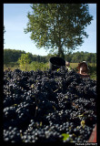 Reportage Vendange à Vacqueyras