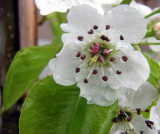 ISU Credit Union Tree Flowers smallfile IMG_2947.jpg