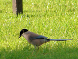 Pega-azul ou Charneco // Iberian Azure-winged Magpie (Cyanopica cooki)