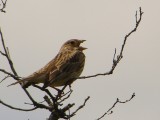 Trigueirão // Corn Bunting (Emberiza calandra)