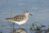 sandpipers