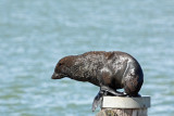 Australian Wildlife