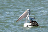 pelicans