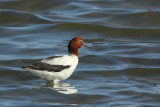 stilts_avocets
