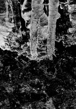 Algonquin 01 BW