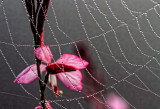 Through the Web