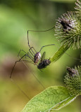 Spider and the Fly