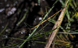 Stick Insect