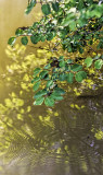 Reflections and Ripples