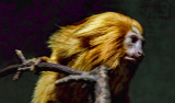 Golden Lion Tamarin Painting