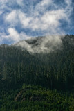 Rain Forest