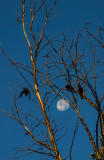 Crows and the Moon