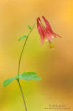 Columbine against yellow