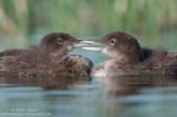 Loon babies beak to beak