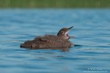 Loon baby yawning