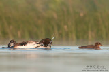 Loon grooms next to baby