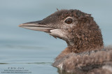 Juvenile Common Loon (head shot)