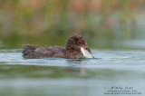 Loon baby swallows sunfish
