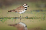 Killdeer on water in tiny grasses