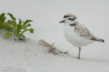Snowy Plover tight near plant