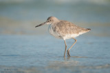 Willet (winter plumage)