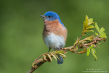 Bluebird on emerging Sumac