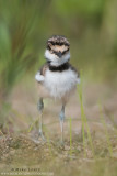 Killdeer baby on the move