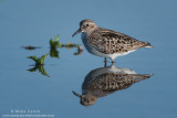 Least Sandpiper on glass