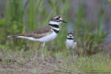 Killdeer mom and baby