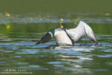 Loon rears up to attack Red necked Grebe