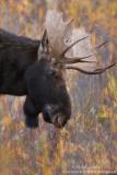 Moose head in Willows