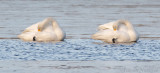 Wilde-Zwaan - Whooper Swan - Cygnus cygnus