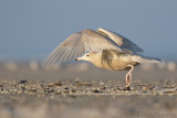 Grote Burgemeester - Glaucous Gull - Larus hyperboreus