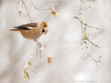 Appelvink - Hawfinch - Coccothraustes coccothraustes