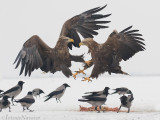 Zeearend - White-tailed Eagle - Haliaeetus albicilla