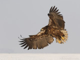 Zeearend - White-tailed Eagle - Haliaeetus albicilla