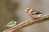 Appelvink - Hawfinch - Coccothraustes coccothraustes