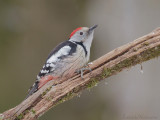 Middelste Bonte Specht - Middle Spotted Woodpecker - Dendrocoptes medius
