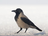 Bonte Kraai - Hooded Crow - Corvus cornix