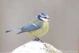 Pimpelmees - Eurasian Blue Tit - Cyanistes caeruleus