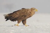 Zeearend - White-tailed Eagle - Haliaeetus albicilla