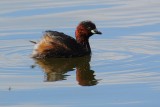Grèbe castagneux Tachybaptus ruficollis - Little Grebe