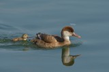 Anatidae