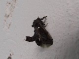 Moths
