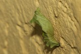 Moth? Butterfly?